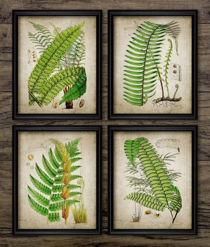 Ferns print set - ferns, of