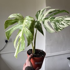 Variegated swiss monstera - variegated,