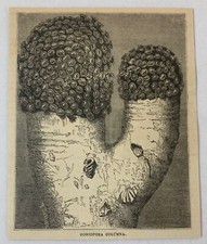 1880 magazine engraving~ CORAL - Goniopora Columna