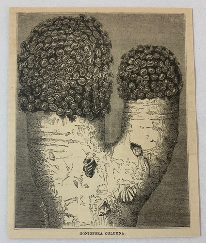 1880 magazine engraving coral - magazine, engraving~