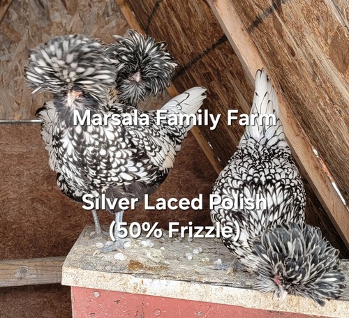 Silver laced polish - 12,
