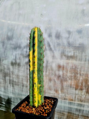 Echinopsis tcp variegated - tcp,