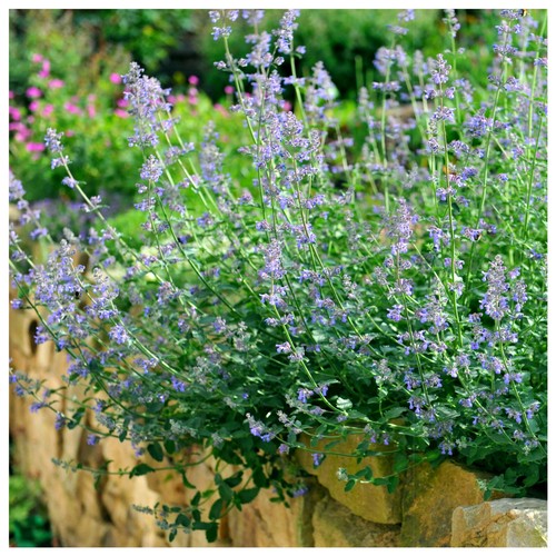 Nepeta six hills giant - nepeta, giant'