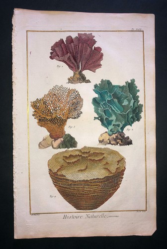Martinet coral plate 92 - -,