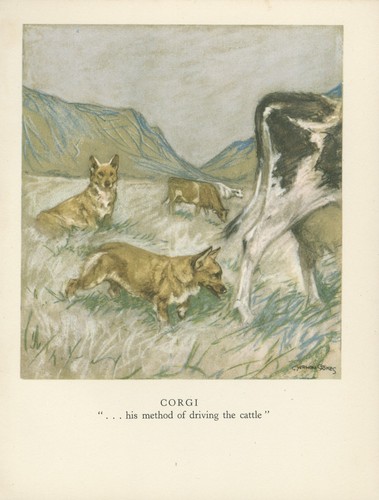 Corgi vintage 1947 - vintage, dog
