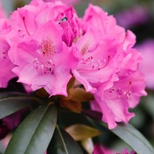 2 x Rhododendron Roseum