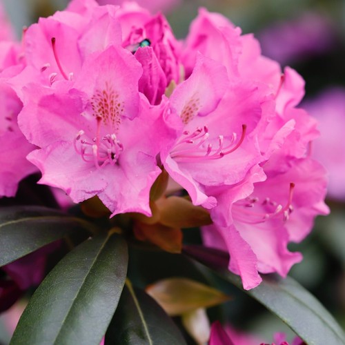 Rhododendron roseum - x,