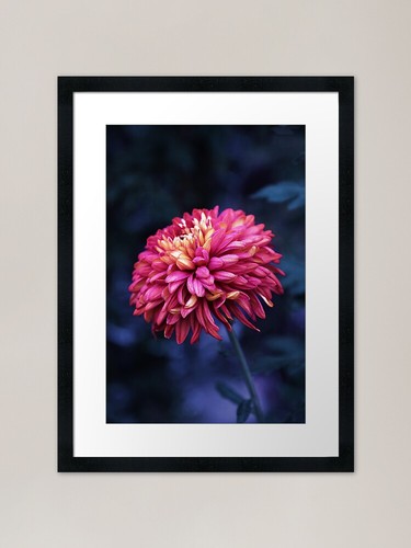 Moonlight chrysanthemum framed - moonlight,