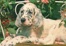 Picture postcard dog english - picture, postcard-:dog,