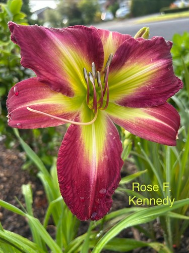 Daylily hemerocallis seeds 5 - x,