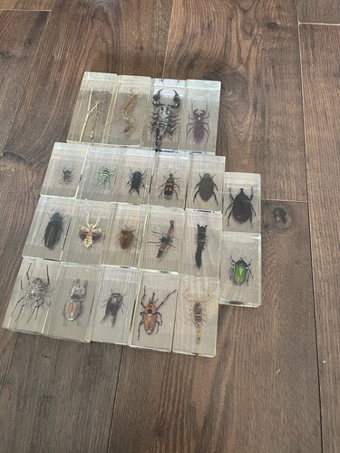 21x insects resin - 21x,