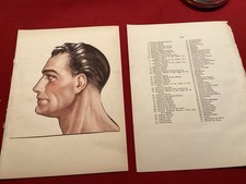 Anatomical Sectional Model Of The Head