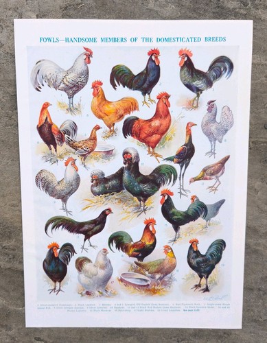 Vintage 1930s chickens fowls - 1930s,