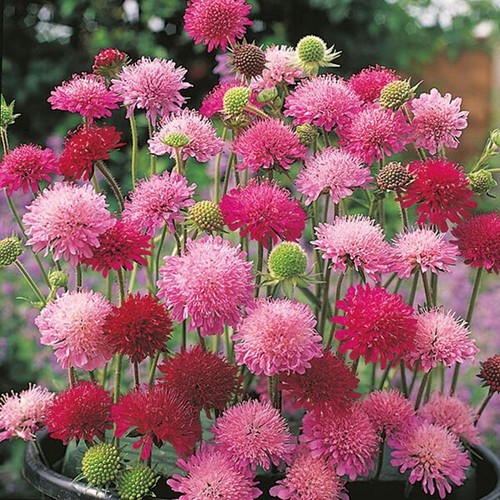 Knautia macedonica melton - knautia, 'melton