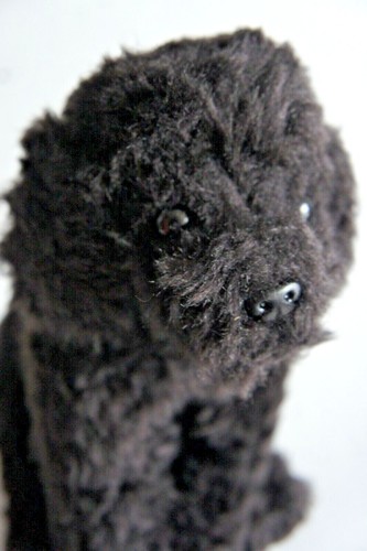 Black short haired poodle - haired,