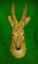 ROE BUCK in VELVET Deer Trophy Hunting Taxidermy