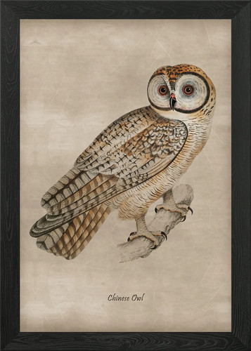 Chinese owl framed wall - owl,