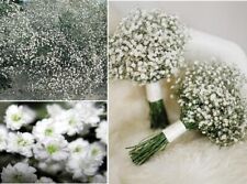Gypsophila Elegans Baby's Breath | 1000+ seeds | Weddings | Same Day Dispatch