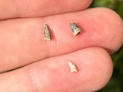 Raptor dinosaur teeth fossils - raptor,