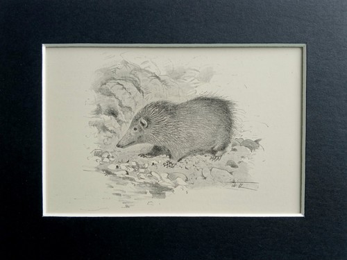 Greater tenrec mounted antique - mounted,
