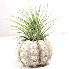 1 x Tillandsia Green ionantha
