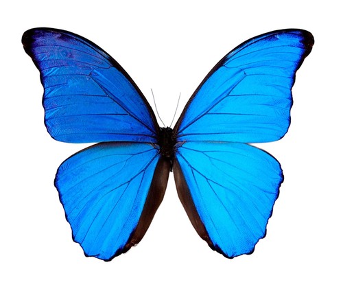Papered morpho didius