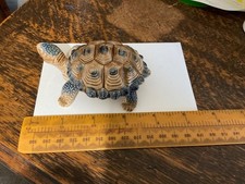 Wade Tortoise Trinket Box in