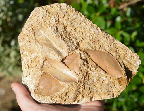 Amazing rare fossil - &,