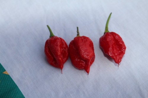 Carolina reaper chilli seeds - chilli,