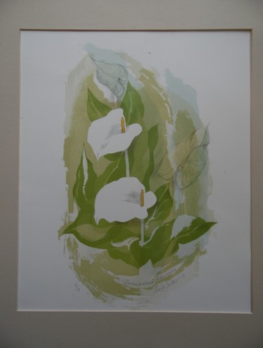 Arum lily flowers sheila - lily, flowers.