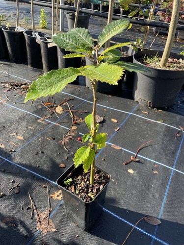 Sweet chestnut tree - chestnut, 🌰