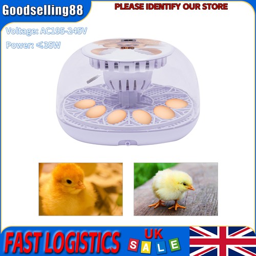 Household chicken hatching - hatching, and