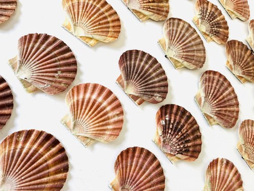 Scallop shells flat natural - shells,