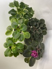 Set of 5 young plants 