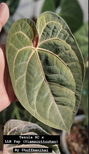 Anthurium tezula red crystal - anthurium,
