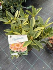 Rhododendron Diga 5L Pot Large