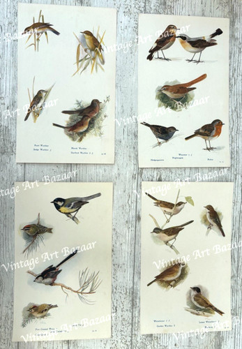 Bird prints species - bird,