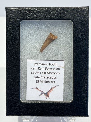 Genuine pterosaurs tooth - tooth, late