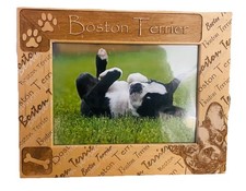 Boston Terrier Cute paws Photo