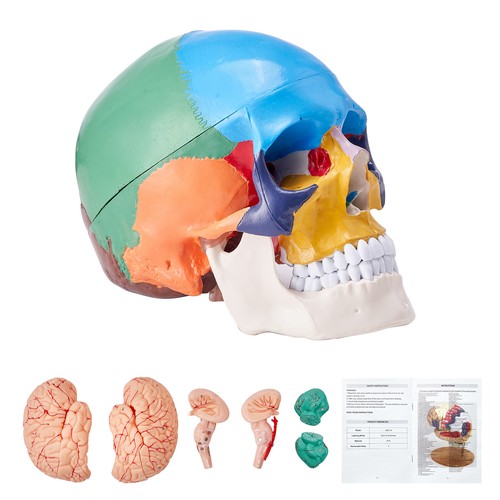 Uimoso human skull model - human,