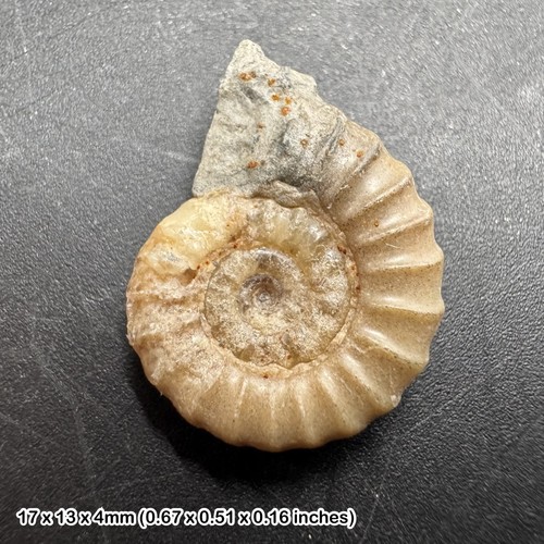 Charmouth promicroceras - charmouth,