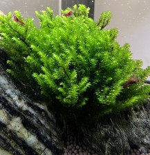 Rare Hookeriaceae Aquarium