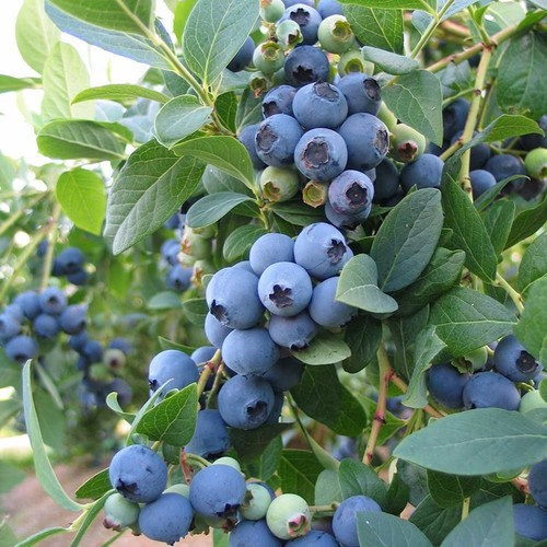 Blueberry bush bluecrop - bush, 'bluecrop'