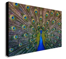 Peacock Bird - Canvas Wall Art