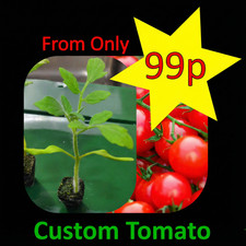 Tomato Plug Plants - Sungold