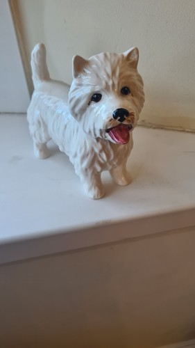 Scottish west highland - highland, terrier