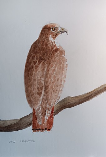 Original watercolor painting - original,