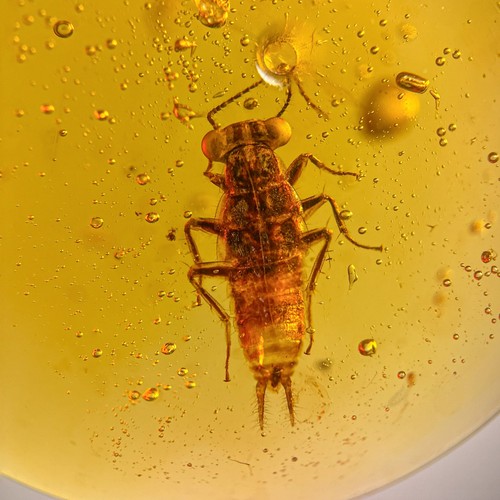 Roach nymph burmese - nymph, /