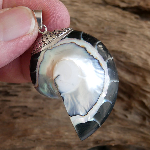 Large black nautilus shell - large,