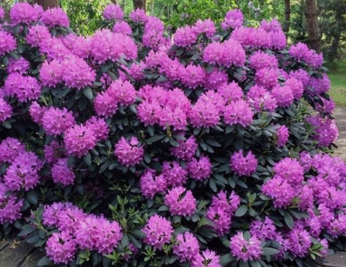 Large rhododendron roseum - rhododendron,